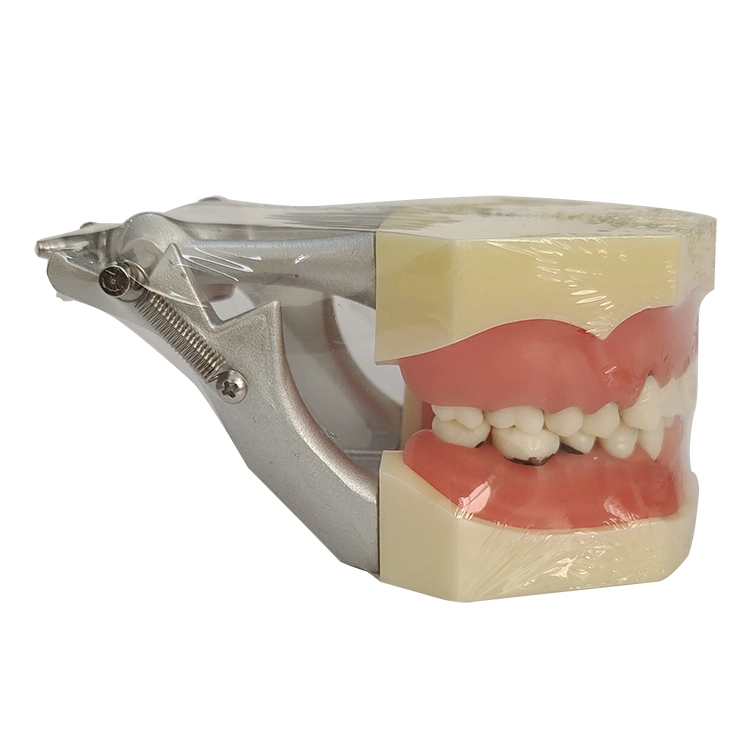 Modelo de estudio Dental modelo periodontal