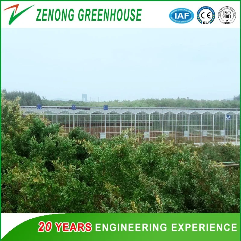 Agricultural/Commercial Glass Greenhouse for Hydroponics for Sale