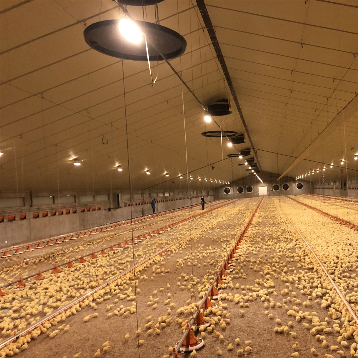 Équipement automatique pour ferme avicole pour système de nourrissage au sol de cage à poules.