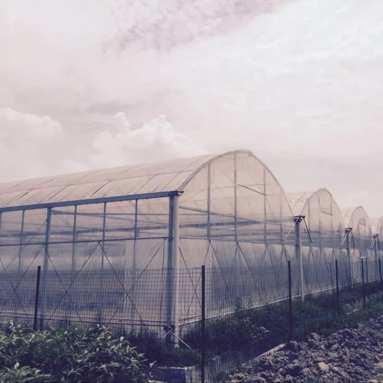 Glasshouse Serre Garden Warm Agro Multi Span Greenhouse with Cooling System for Agriculture