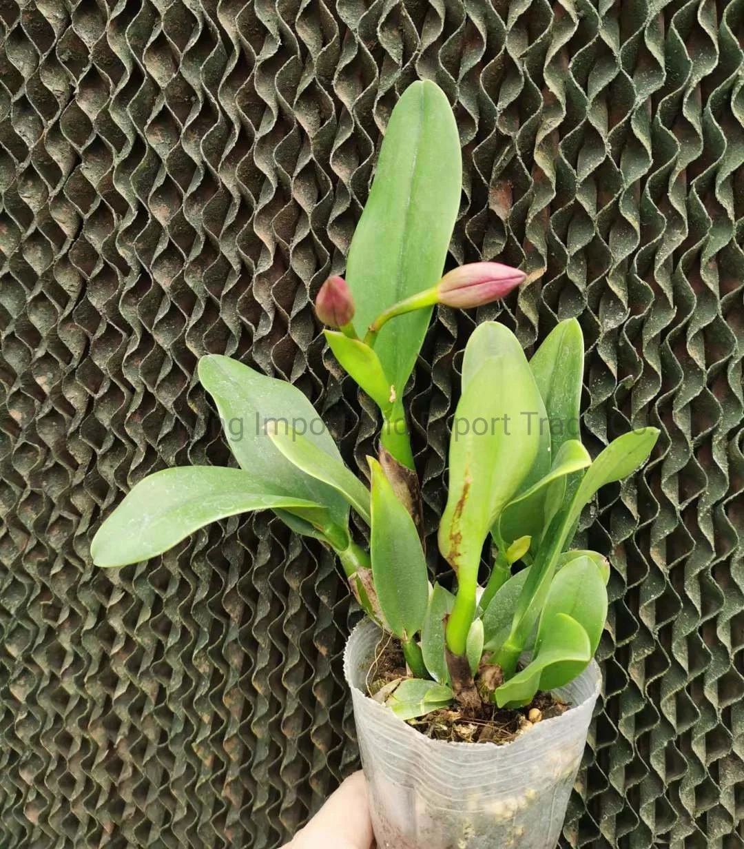 Cattleya Phalaenopsis Live Plant Indoor Plants Wedding Flower for Home Decoration