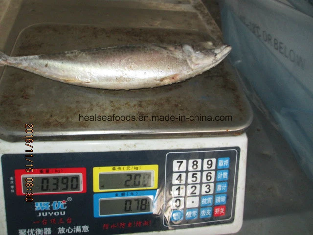 Frozen Mackerel Fish Pacific Mackerel (300-500g)