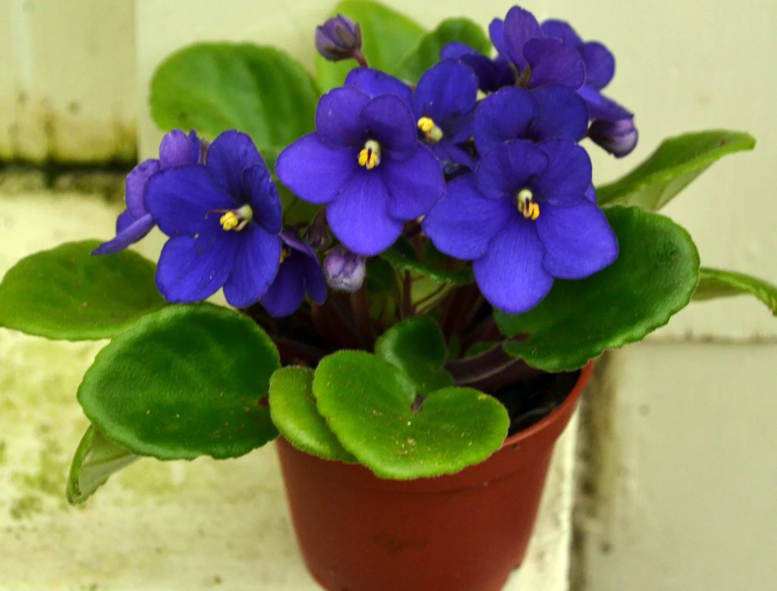 (Houseplant) Saintpaulia Akira Optimara Fresh Flower