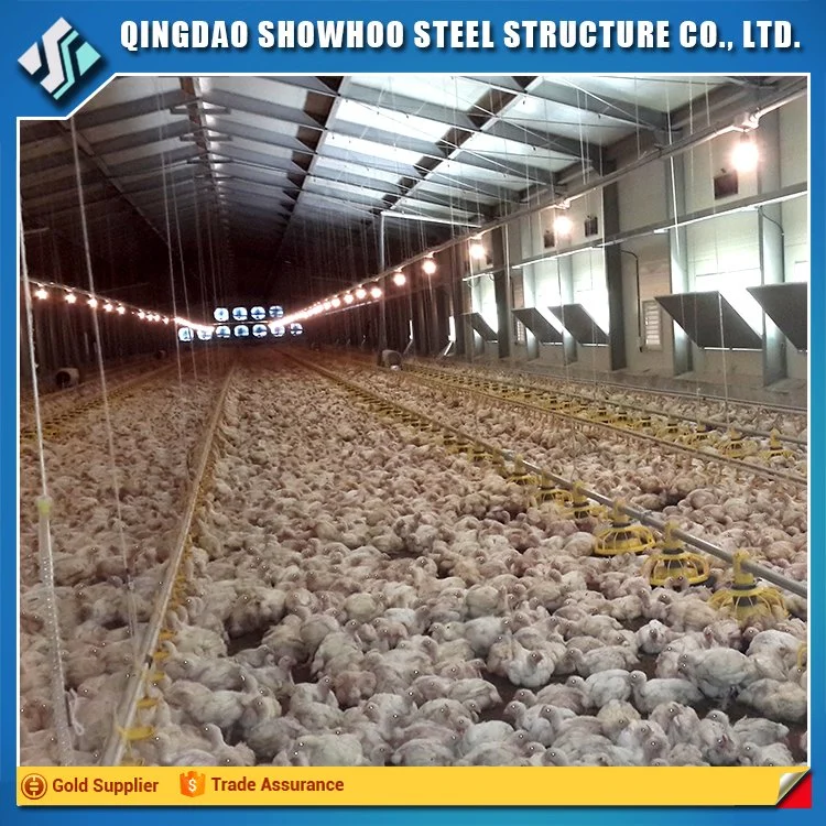 Durable and Cheap Farm Chicken Eggs in Kerala with Factory Design