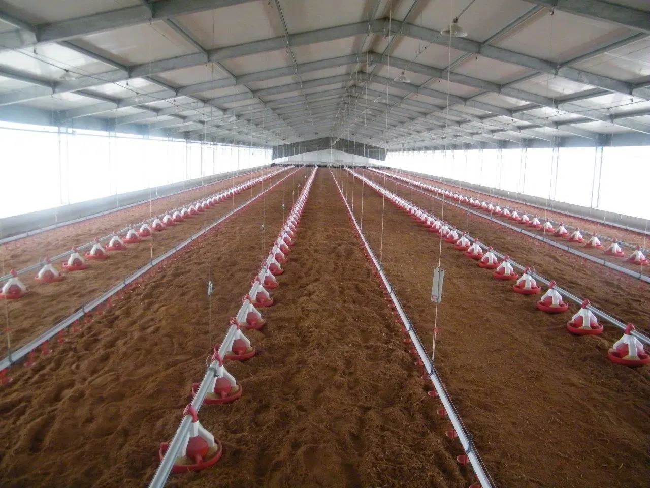 ISO Certificate Chicken Layer Poultry Farm