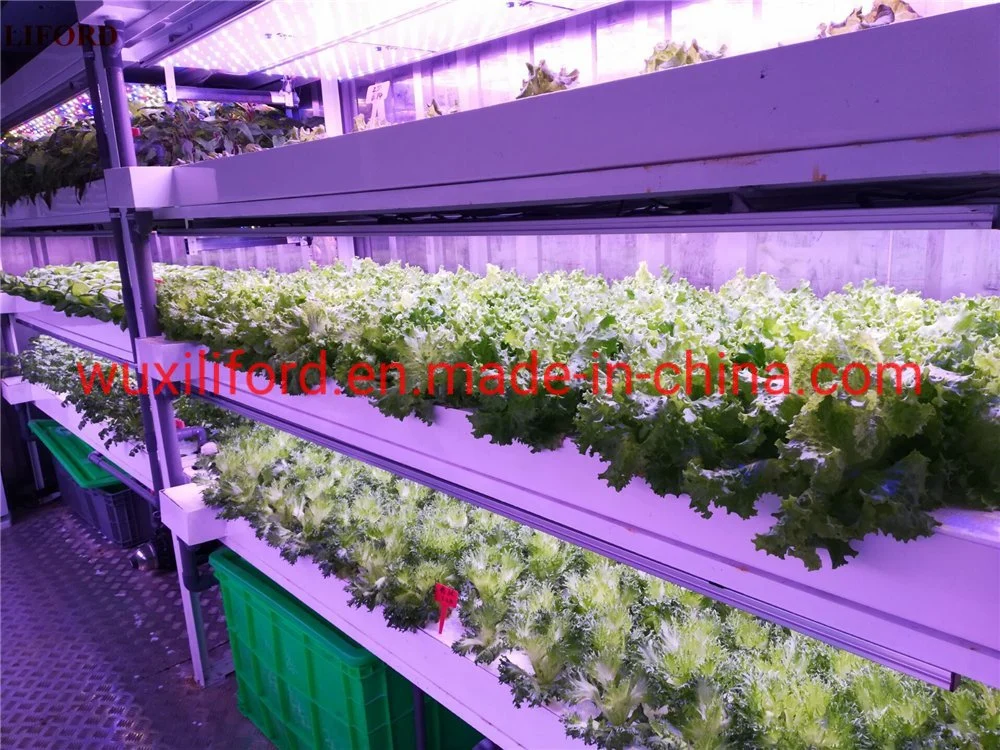 Contenedor de transporte Granja hidropónica Microgreen sistemas de cultivo para la venta