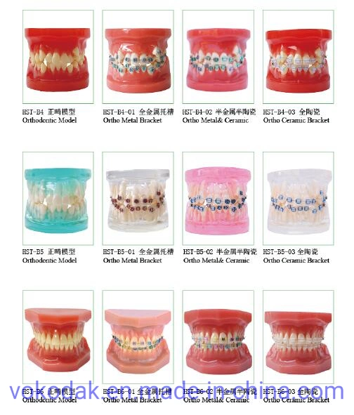 2 Times Sized Educational Dental Standard Teeth Model