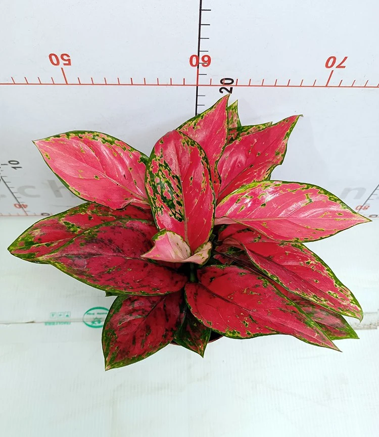 Hot Sale Real Plants Red Ruby Aglaonema