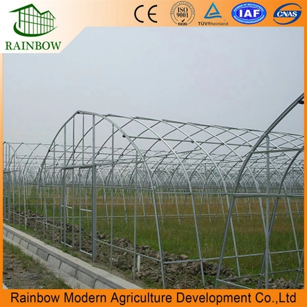 Agricultural Single Span Film Tomato Greenhouse