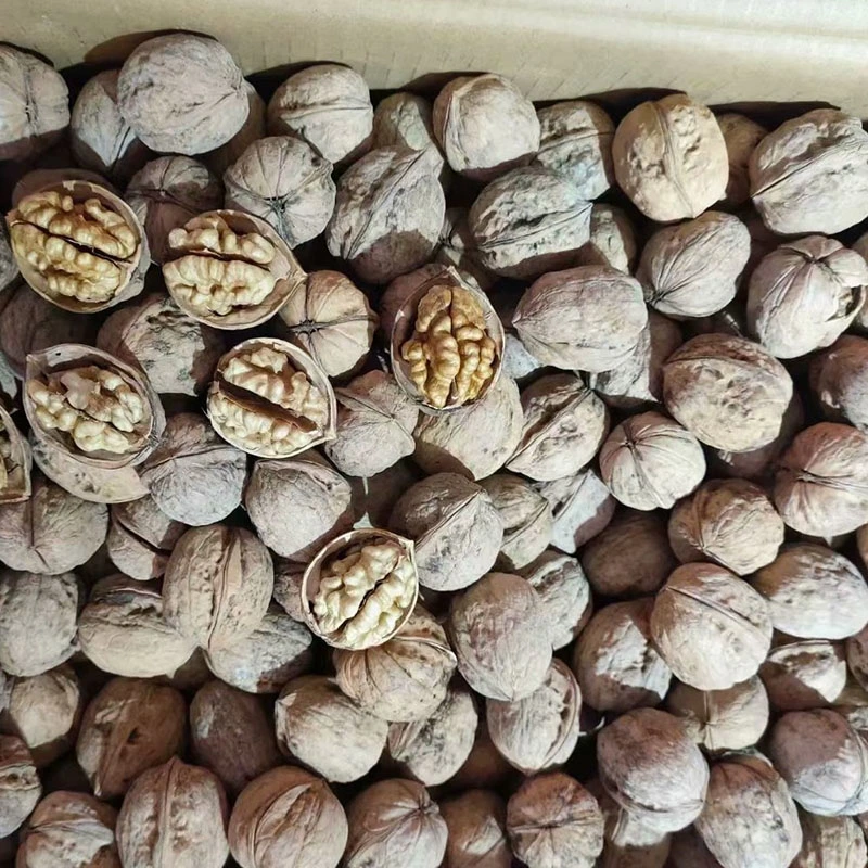 Chinese Manufacture of Walnuts Inshell From Xinjiang Best Price