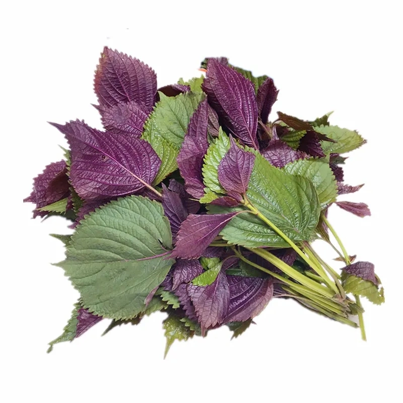 Perilla Leaf de haute qualité médecine de fines herbes chinoises Perillae Folium ZI Su Ye
