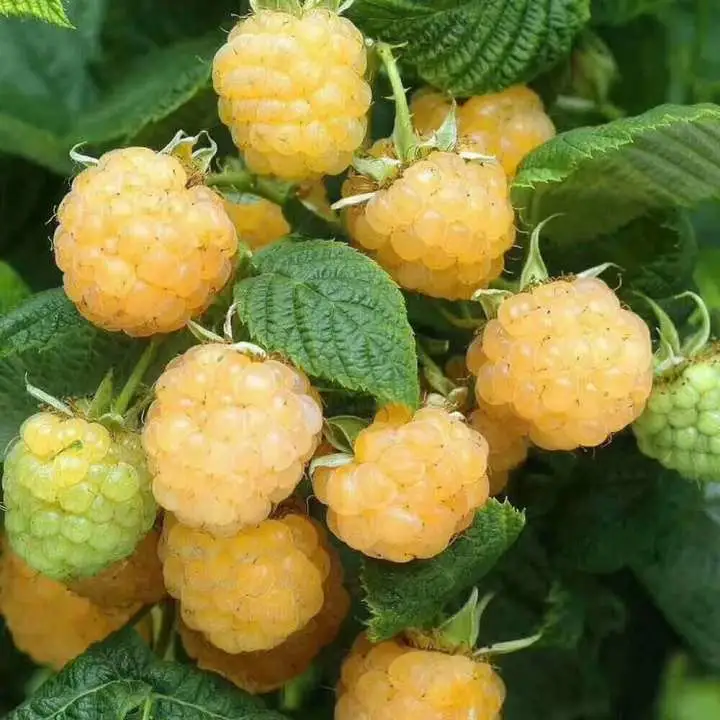 Großhandel Gepfropft Himbeere Sämling Baum