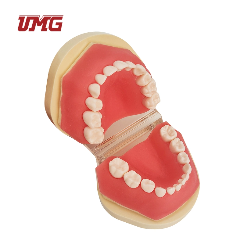 Medical Science Standard Teaching Children Dental Tooth Model