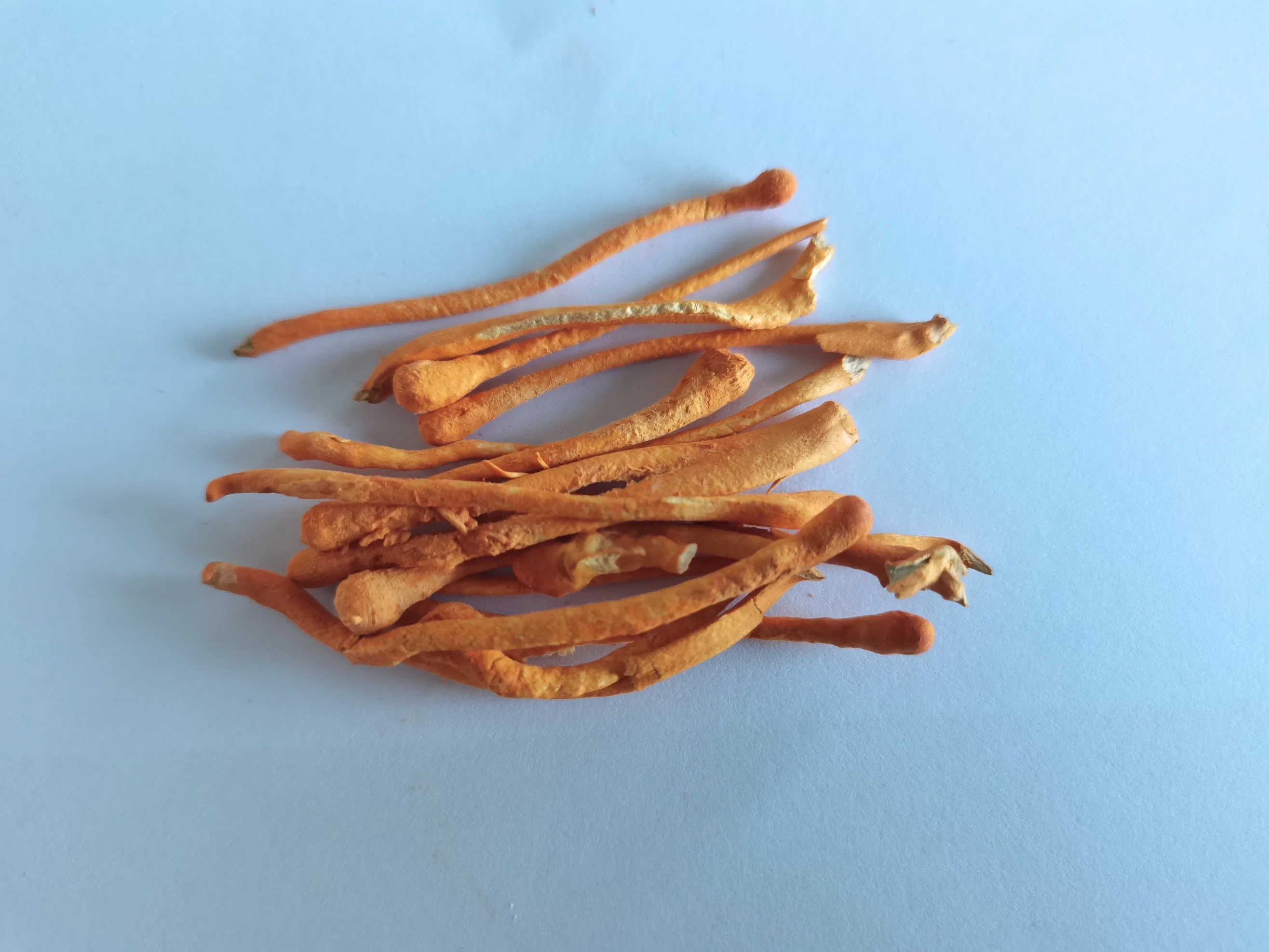 Jiazhi Freeze-Dried Mycelium of Cordyceps Sinensis