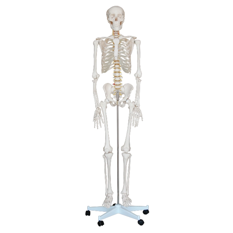 Novo Mecan PVC da anatomia do modelo do esqueleto 80cm Torso humano com preço de fábrica