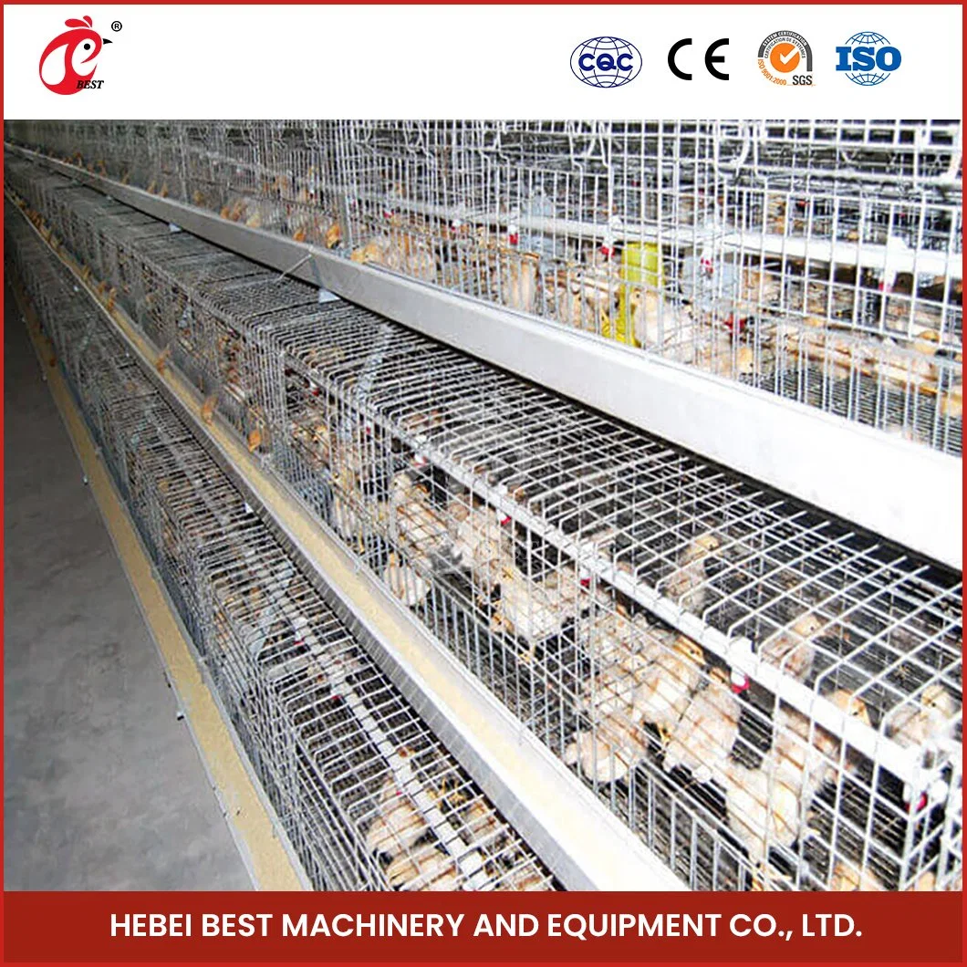 Bestchickencage a Type Pullet Coop Cage Breeder Cage China Commercial Chicken House Manufacturer ODM Custom Anti-Bacterial Growth Free Range Chicken Pullet Cage