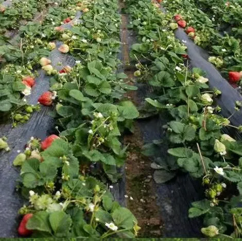 L'agriculture tissu paysage PE biodégradable Plantes couvre-sol de couvrir le tapis de mauvaises herbes