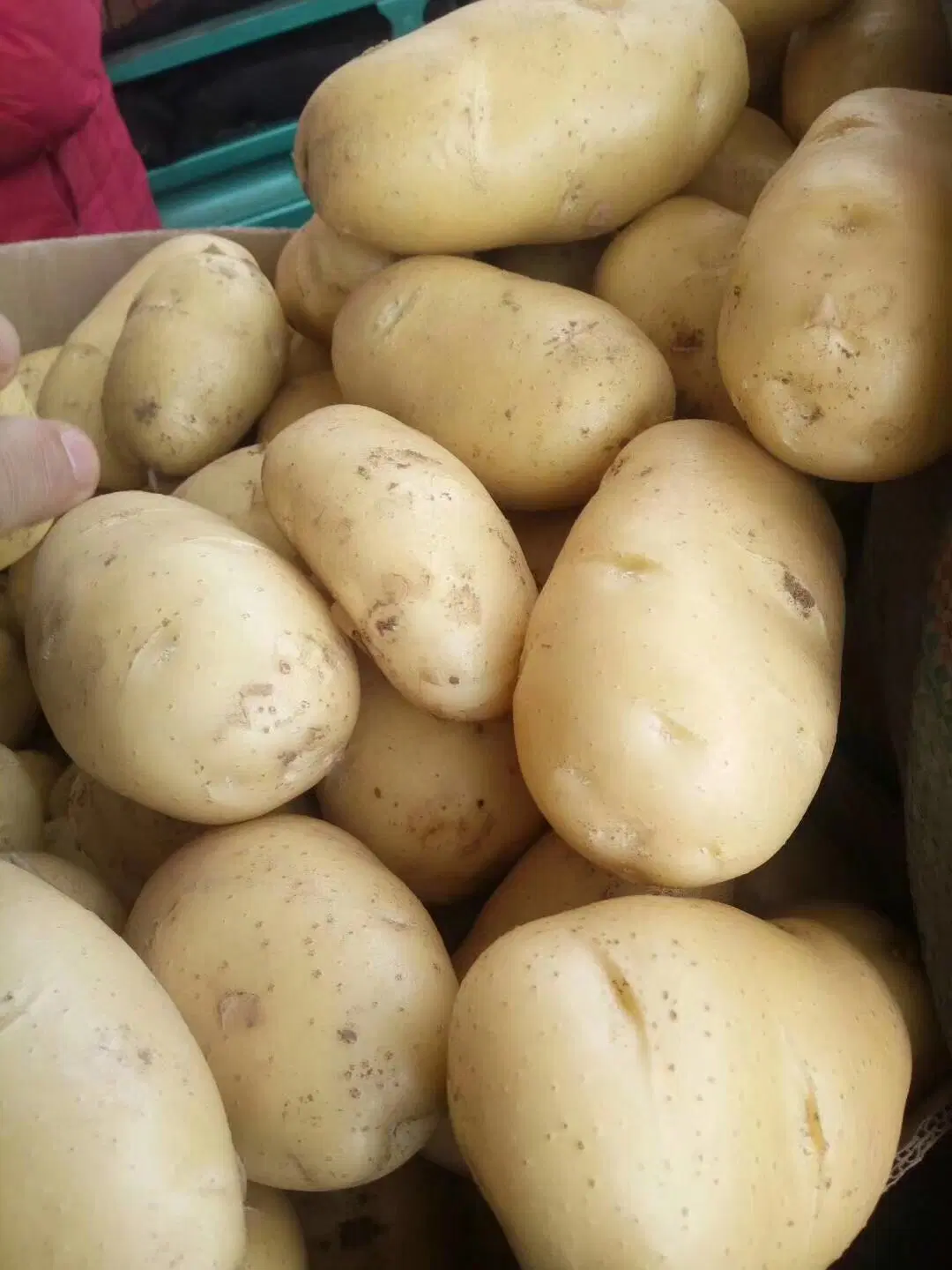 2019new Crop/Top Quality/for Global Market/Fresh Potato (90g and up)