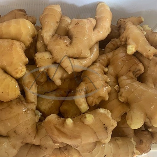 Supplier From China for Sale Fresh Dried Ginger