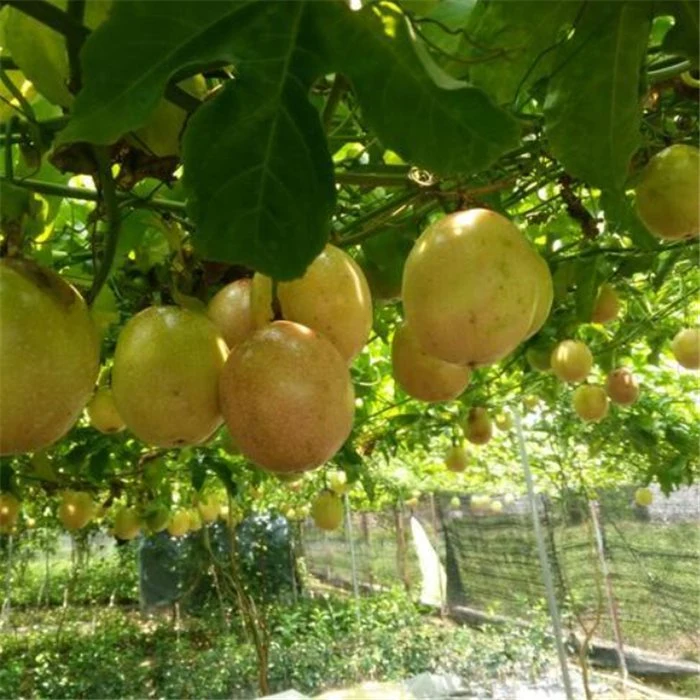 Bai xiang guo zhong zi Hibrido de germinación Alta Pasión seca Semillas de fruta para plantar