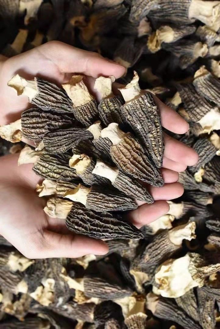 Factory Direct Supply Dried Morel Mushroom