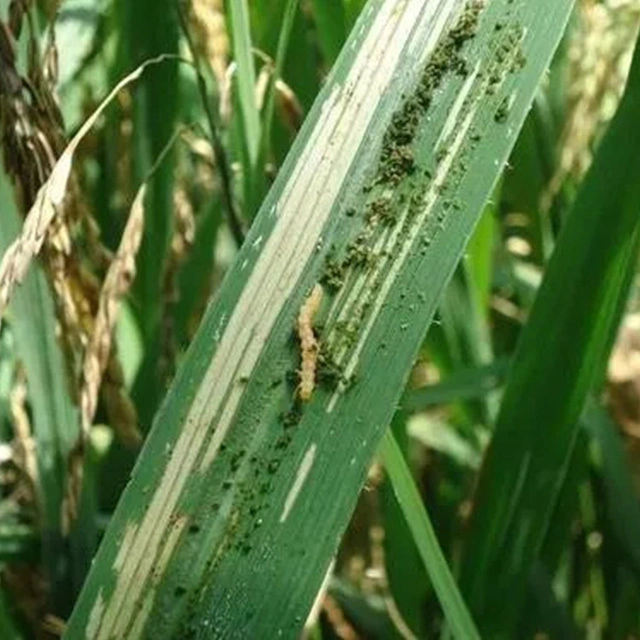 Productos químicos agrícolas de alta calidad Pimetrozina pesticida 60% Nitenpiram 20% WG Insecticida