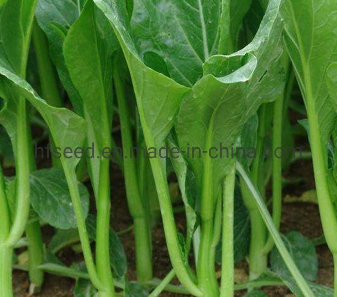 Flowering Chinese Cabbage Green Vegetables Seeds