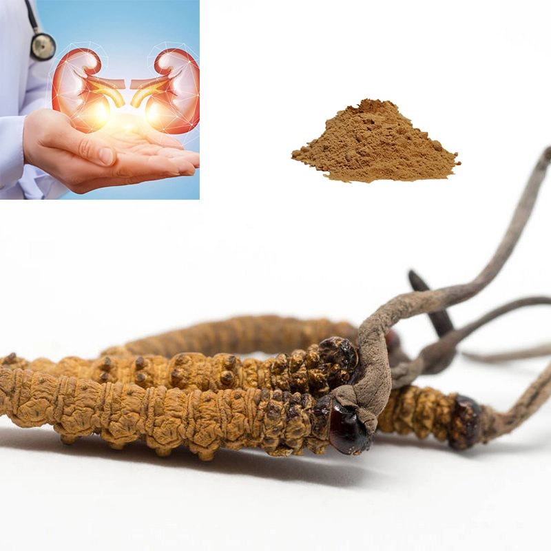 Usine Cordyceps militaris extrait d'alimentation de la poudre de la cordycépine