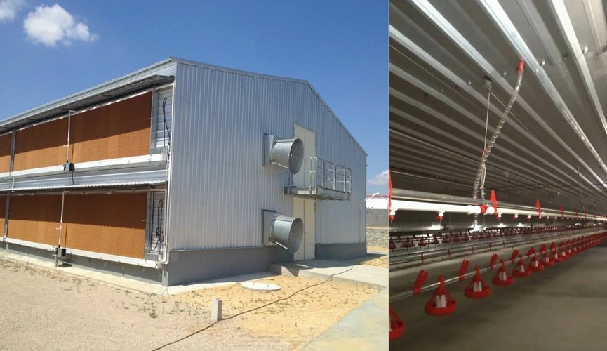 Prefabricated Galvanized Metal Frame Sandwich Panel Poultry Farm Buildingpig/Cow/Goat/Broiler/Breeder/Layer/Egg Steel Structure