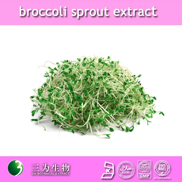 Extracto de Brocoli Sprout de alta calidad