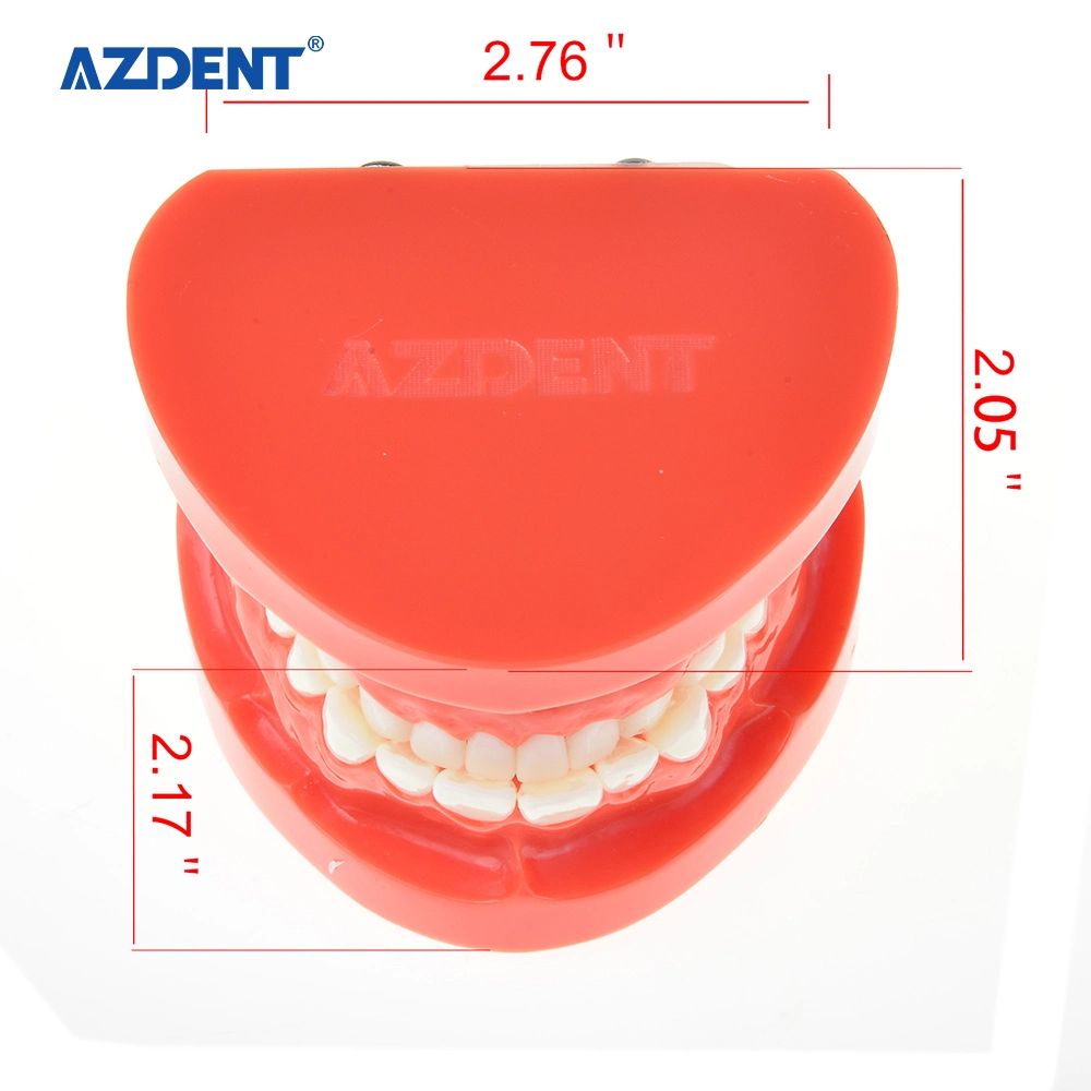 Estudo de Dente de Ensino Odontológico U dentes padrão Modelo Vermelho 7004