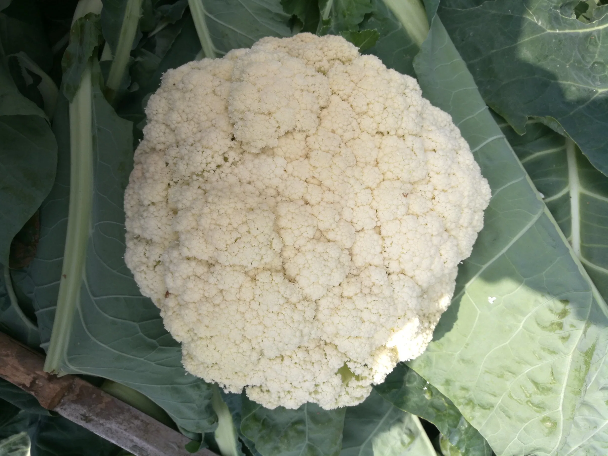 Good Resistance and Adaptability Hybrid Generation White Cauliflower Seeds