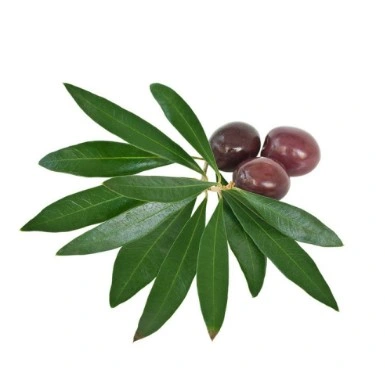 Kosher Certified Olive Leaf Extract Oleuropein 10%~70% by HPLC, Hydroxytyrosol 10%-20%