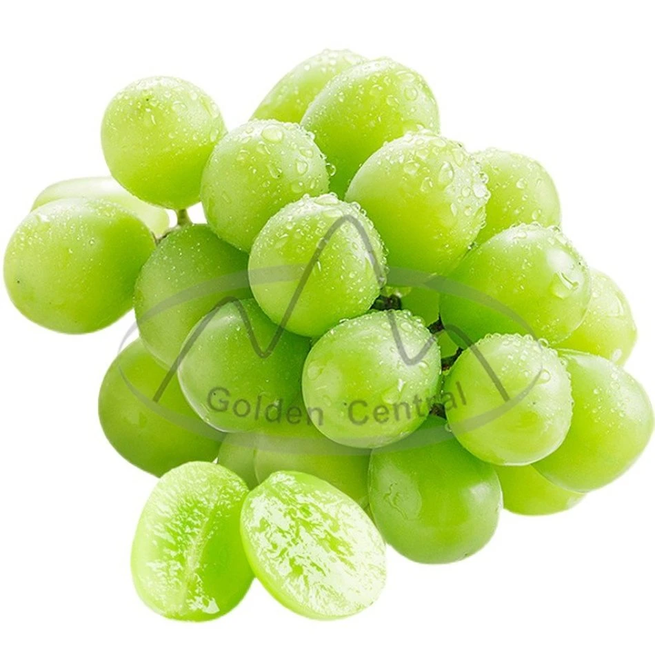 Fábrica de produtos frescos Sweet Juicy Shine Muscat Green Grape