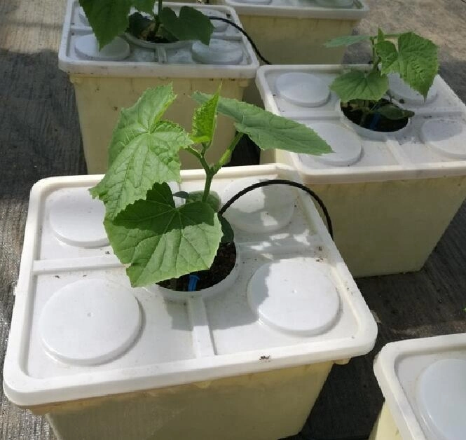 الدلو -- مقاومة الأشعة فوق البنفسجية الدلو أنظمة النمو التجارية Hydroponic Dutch Butto Bucket الحل