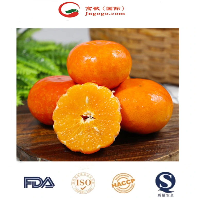 China Fresh Mandarin Premium Quality Wogan Mandarin