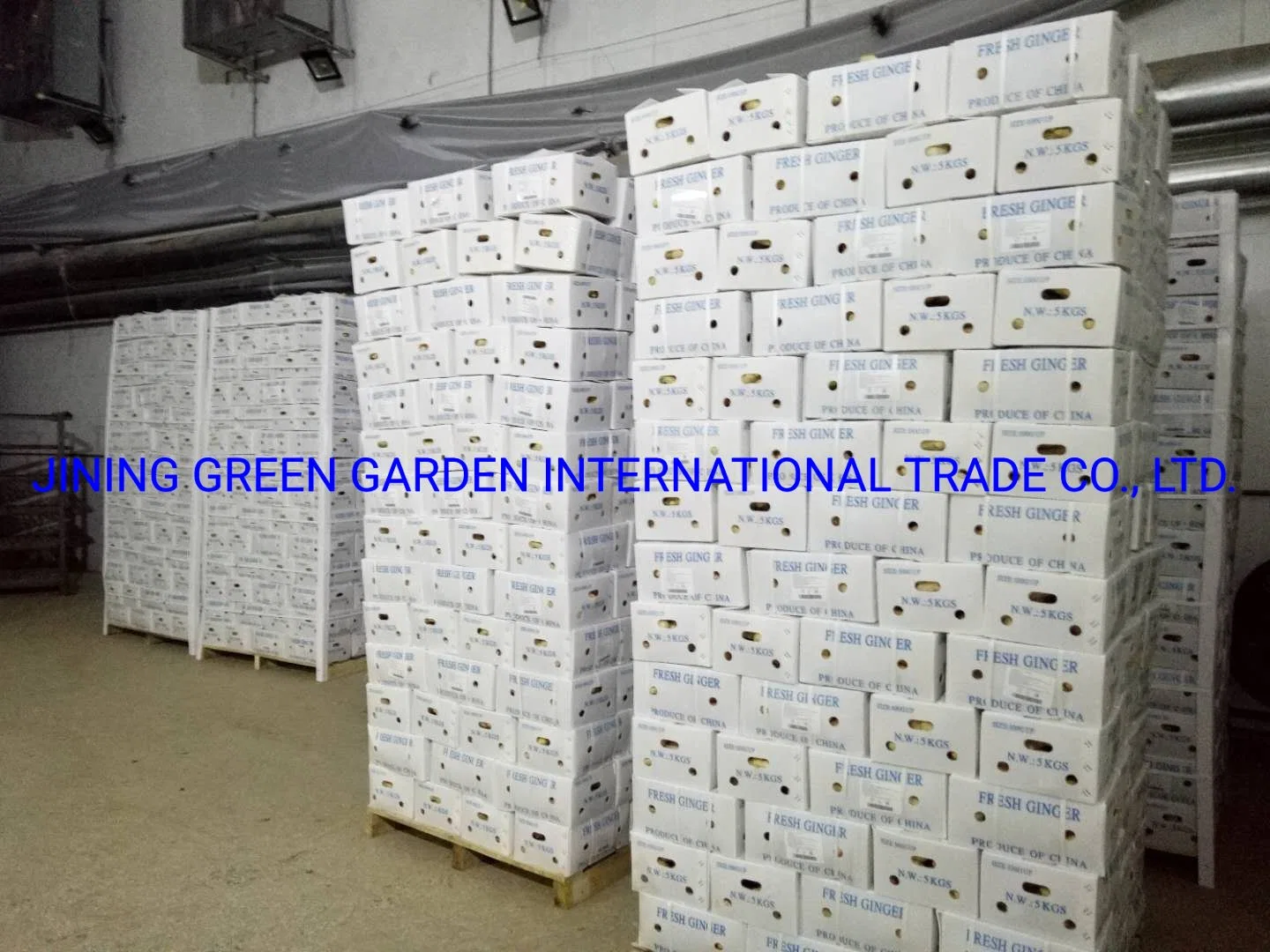 Hot Selling Wholesale Factory Price China Fresh Ginger From Shandong China for Export