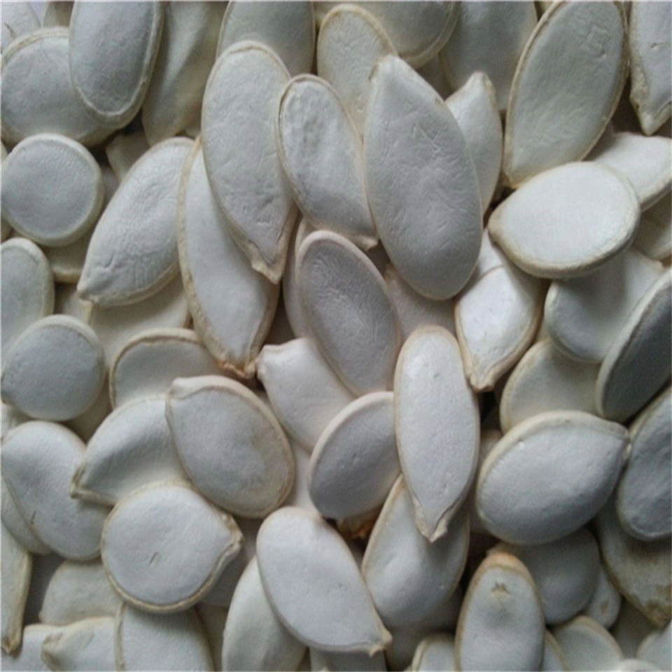 La exportación directa de fábrica China Snow White semillas de calabaza