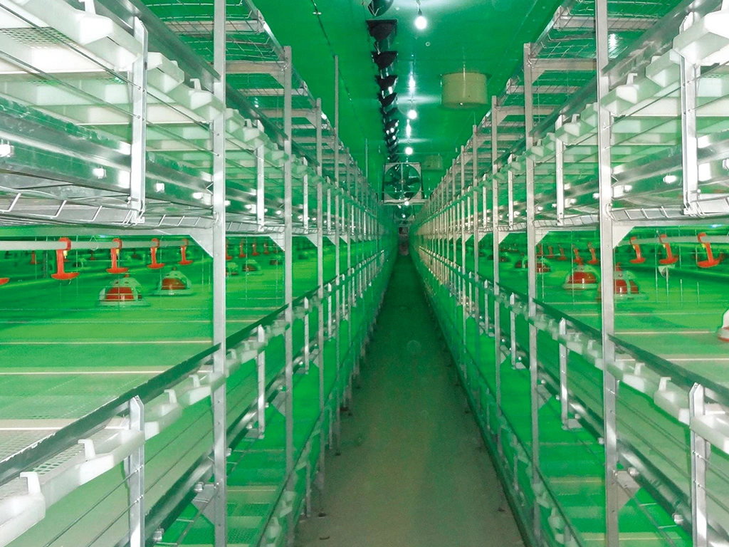 Poultry Farming Equipment Automatic Chicken Cage H Type Tiers Feeding System