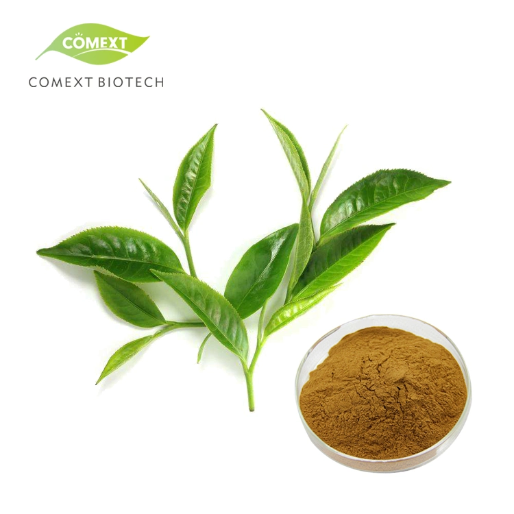 Extracto de té verde orgánico soluble en agua de muestra libre de Comext