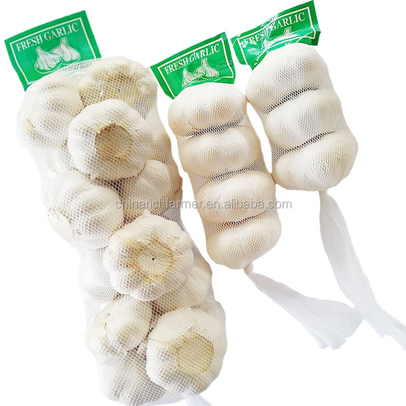 Fresh Garlic High Quality Egyptian Purple Red Garlic Pure White Garlic 5.0 Cm