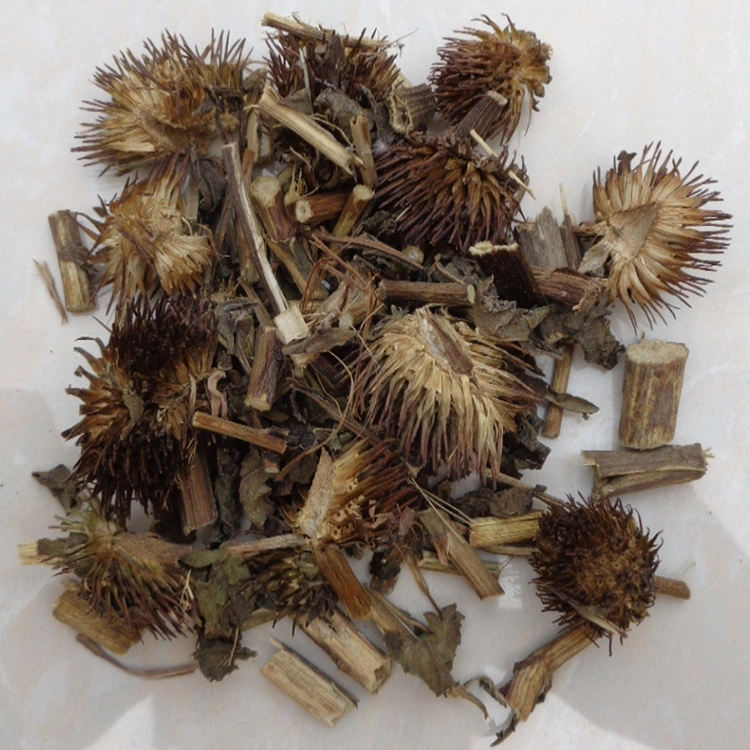 Purple Coneflower Health Food Chinese Medicine Herb Echinacea Herbal for Plant Extract