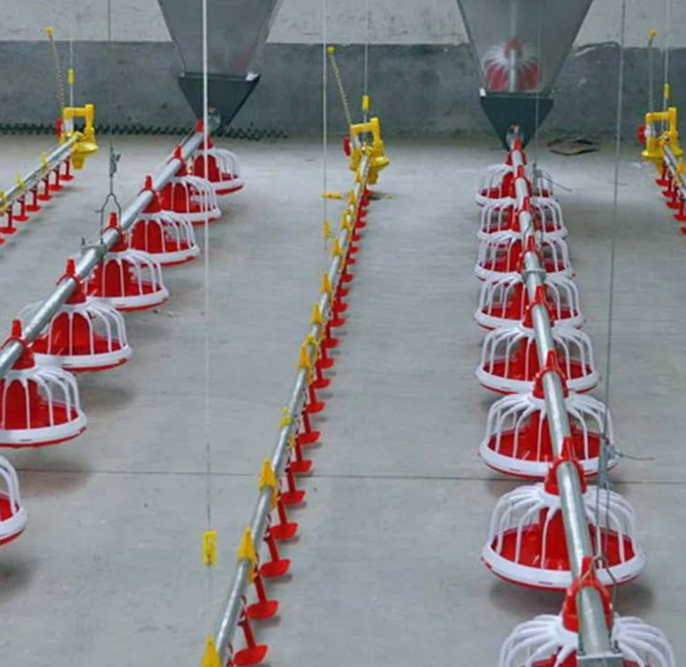 Las aves de corral en la planta baja Elevadores para pollos de engorde pollo con la línea de alimentación automática