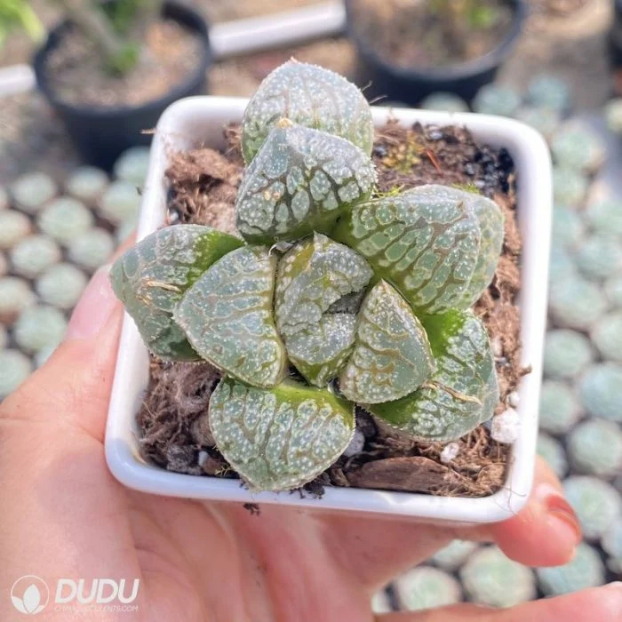 Dudu Hot sale China nursery bon marché Haworthia Mordor Echeveria/Lithop/Haworthia/Cactus succulent Usine