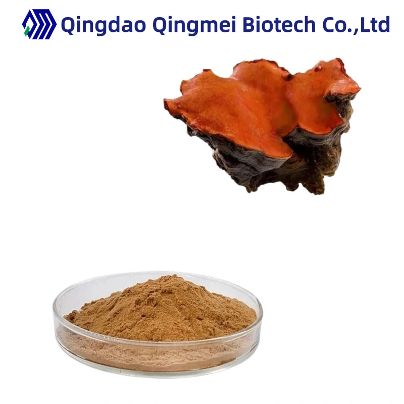 Pure Natural Organic Antrodia Camphorata Mushroom Extract Powder10: 1