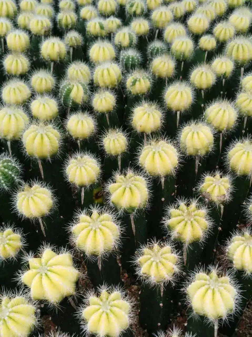 Cheap Sale Mixed Color Grafted Moon Cactus Gifts Nursery Live Cactus Bonsai