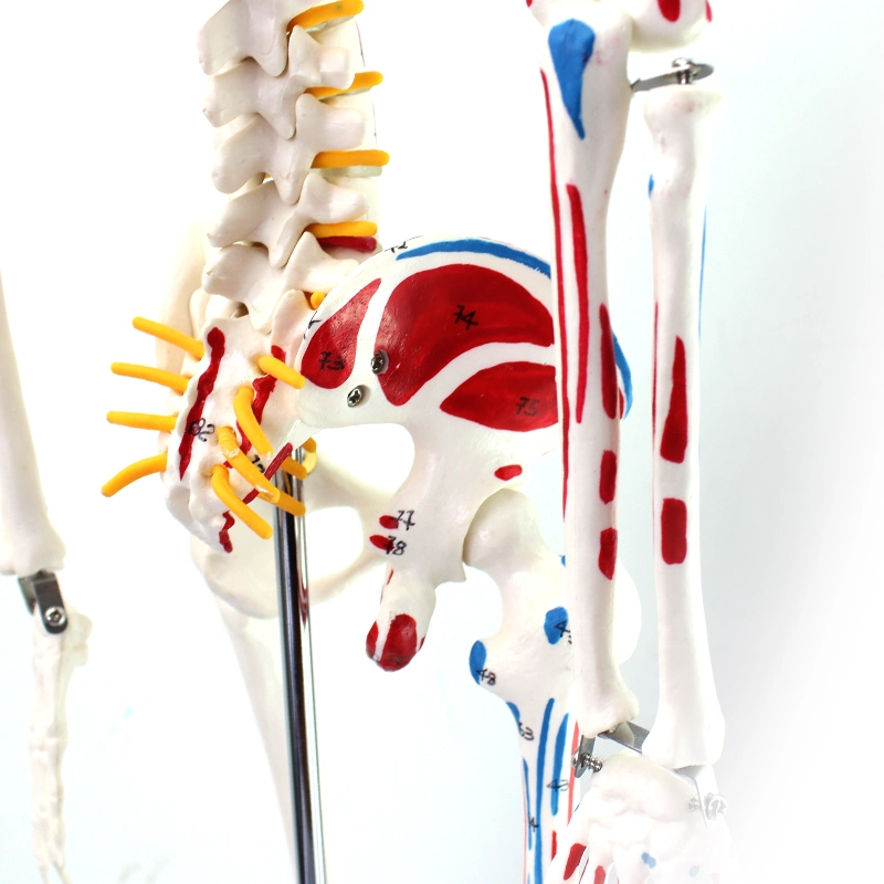 Classic Lab Teaching Models Nature Size 170cm Human Skeleton Models with Ligament of PVC