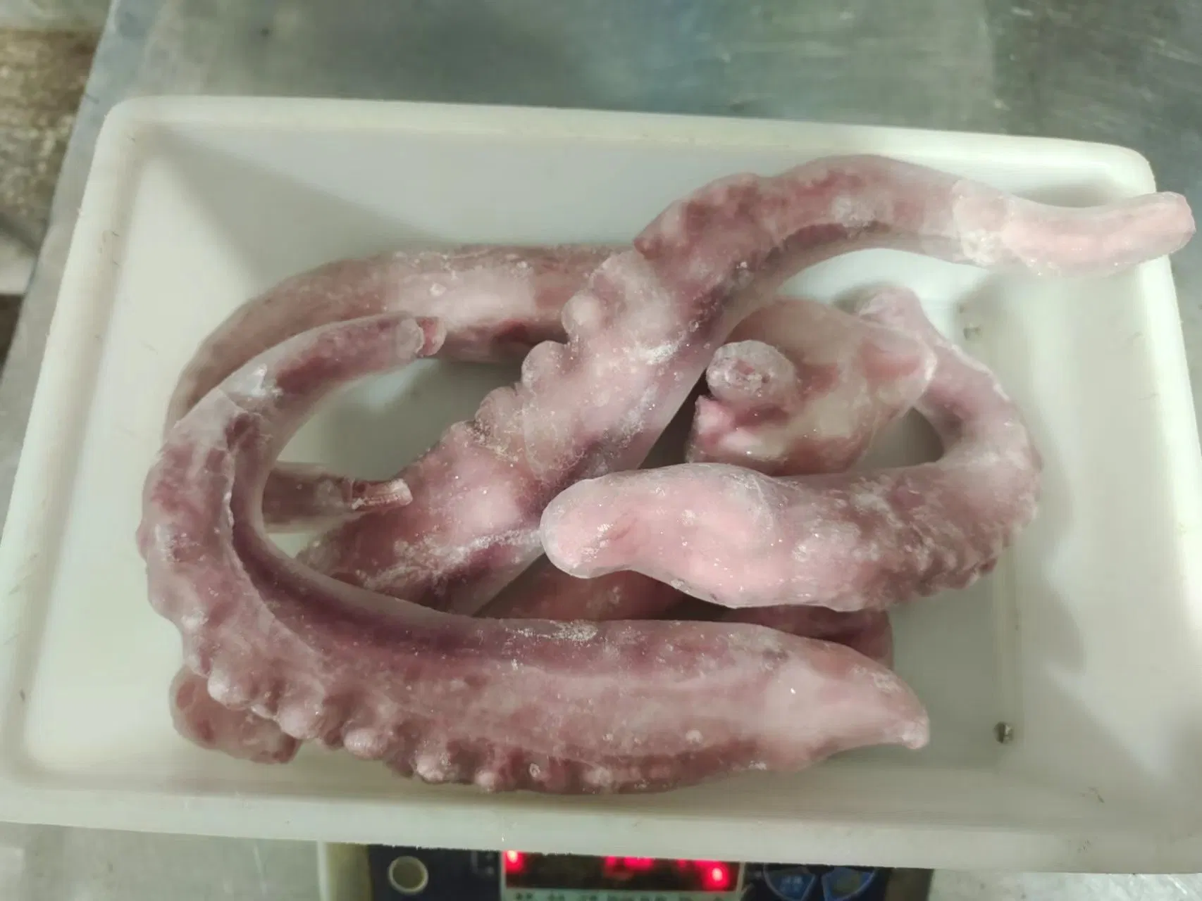 Замороженное морепродукты Squid Calamari Pota щупальца