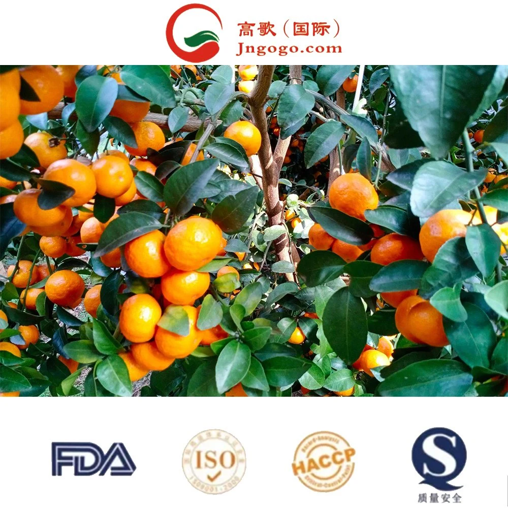 Wholesale/Supplier Frozen Fresh Citrus Orange/Navel Oranges