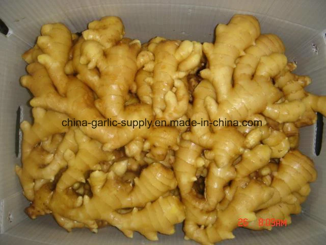 Chinese Shandong Anqiu Products Fresh Fat Air-Dried Dry Ginger Buyer